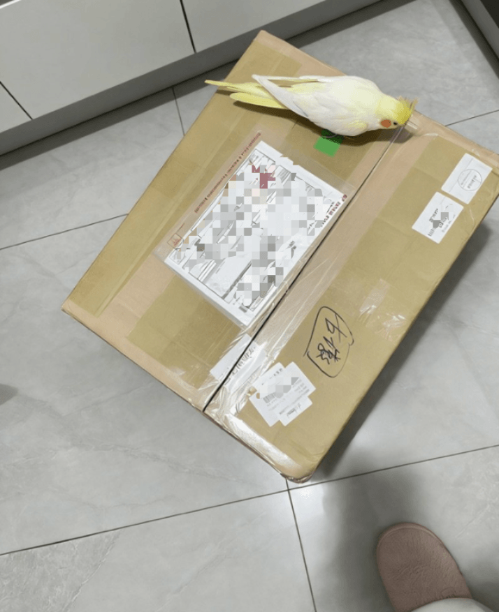 物超所值，很快很安全！11kg平安回家！
又可以打游戏了，任天堂wiiu简直就是我的梦中情机
太划算啦！